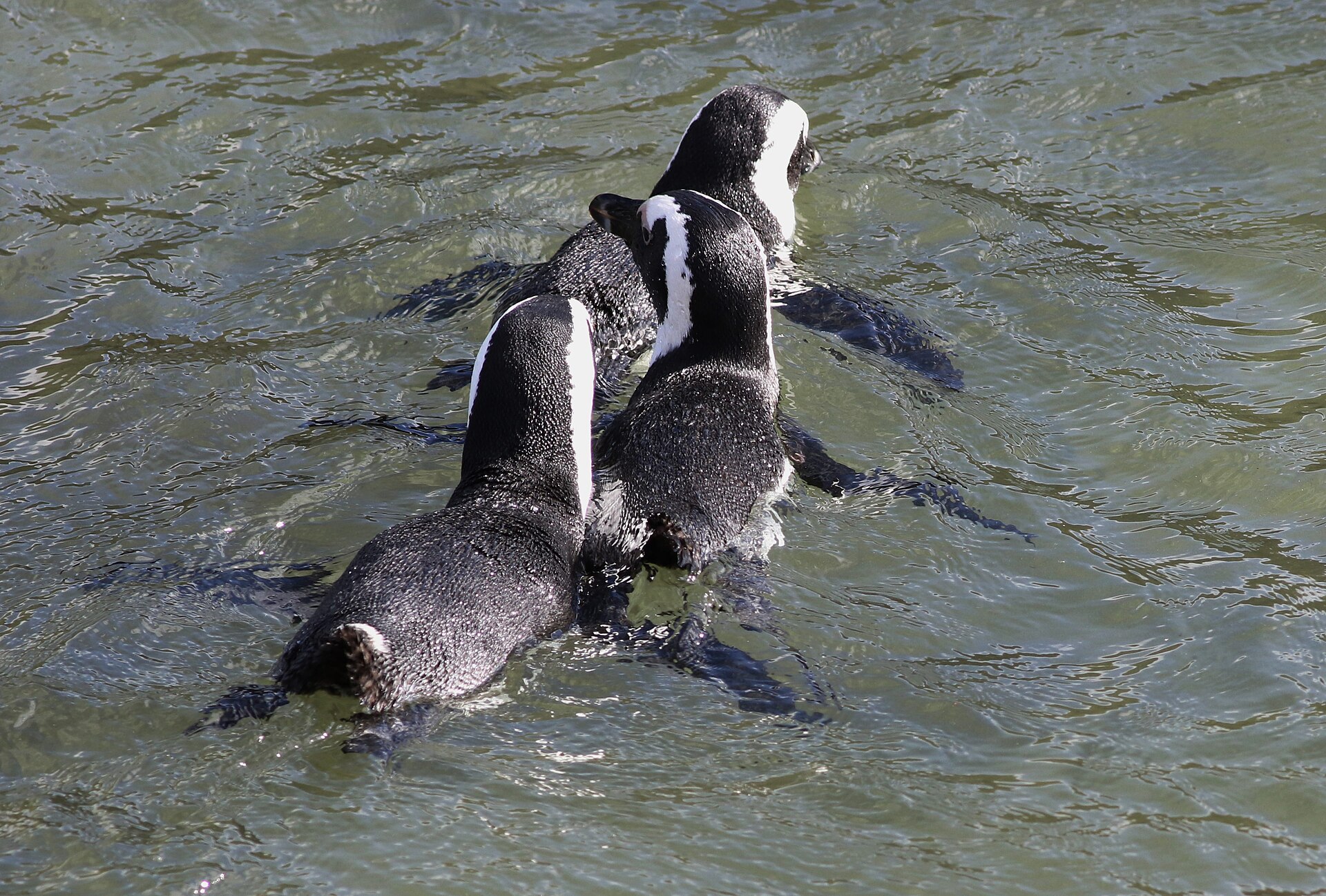 The penguins at Stony Point