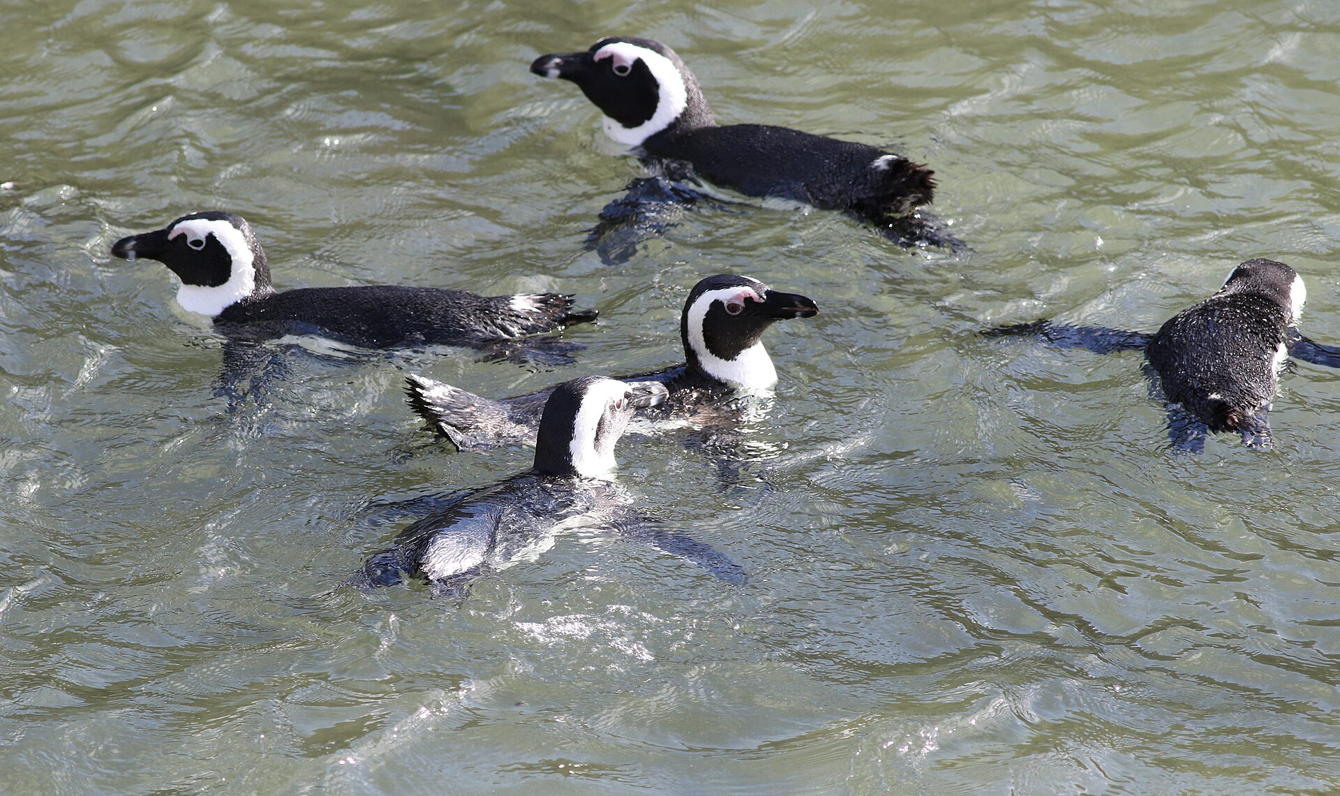 The penguins at Stony Point
