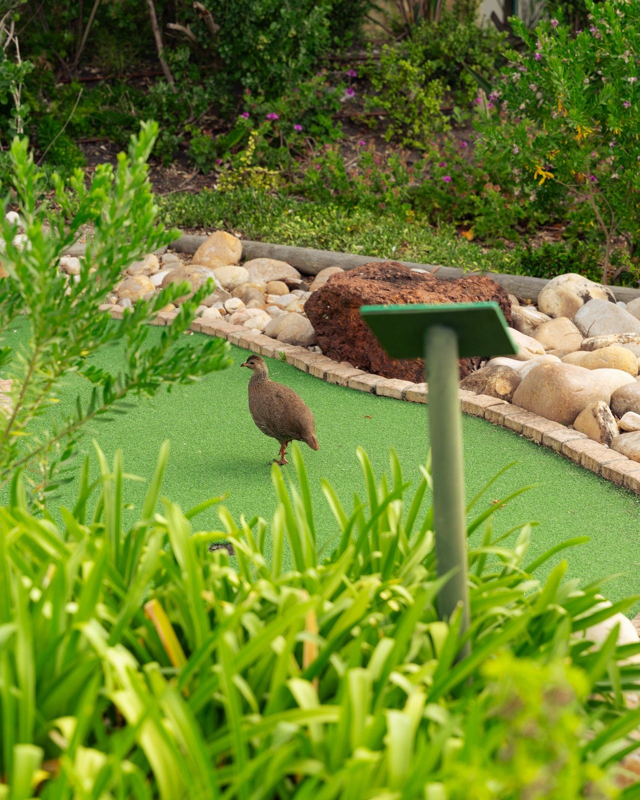 Putt-Putt