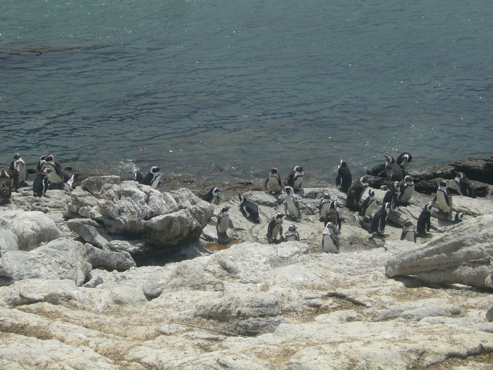 The penguins at Stony Point
